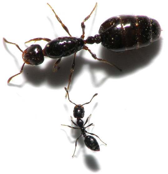 Queen ant size comparison